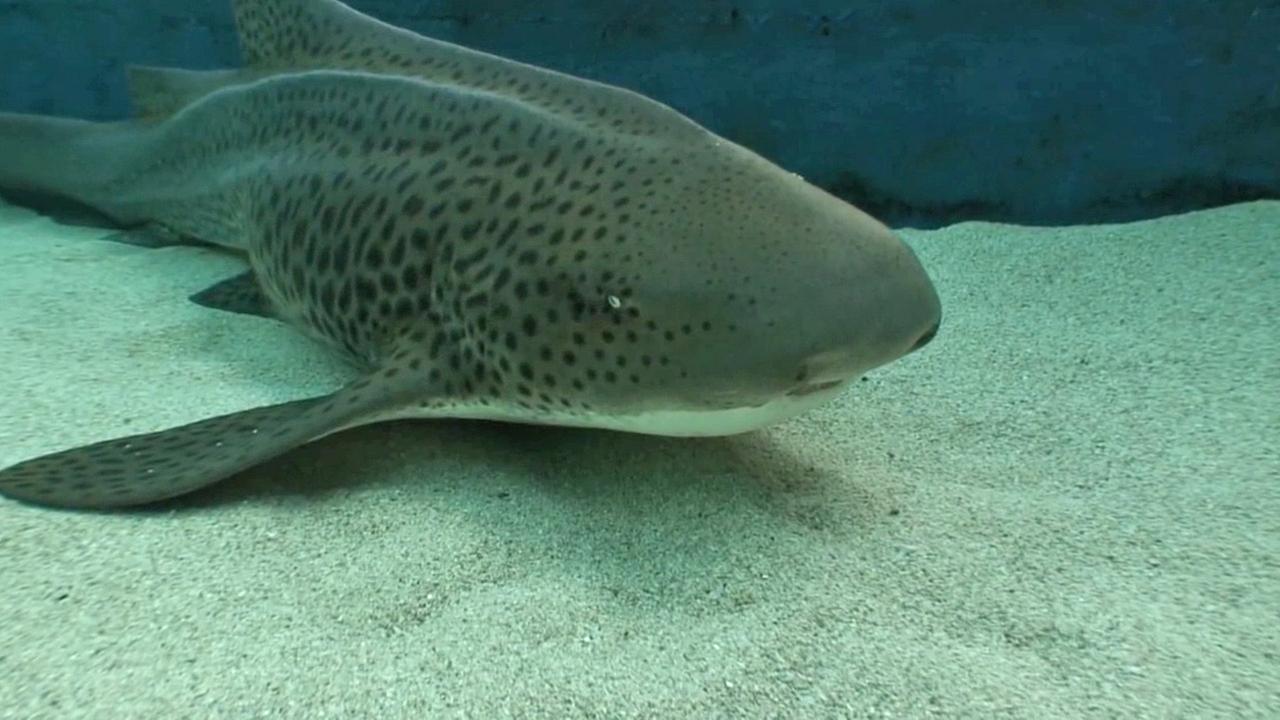 Aquarium of the Pacific successfully reproduce 2 zebra sharks | abc7.com