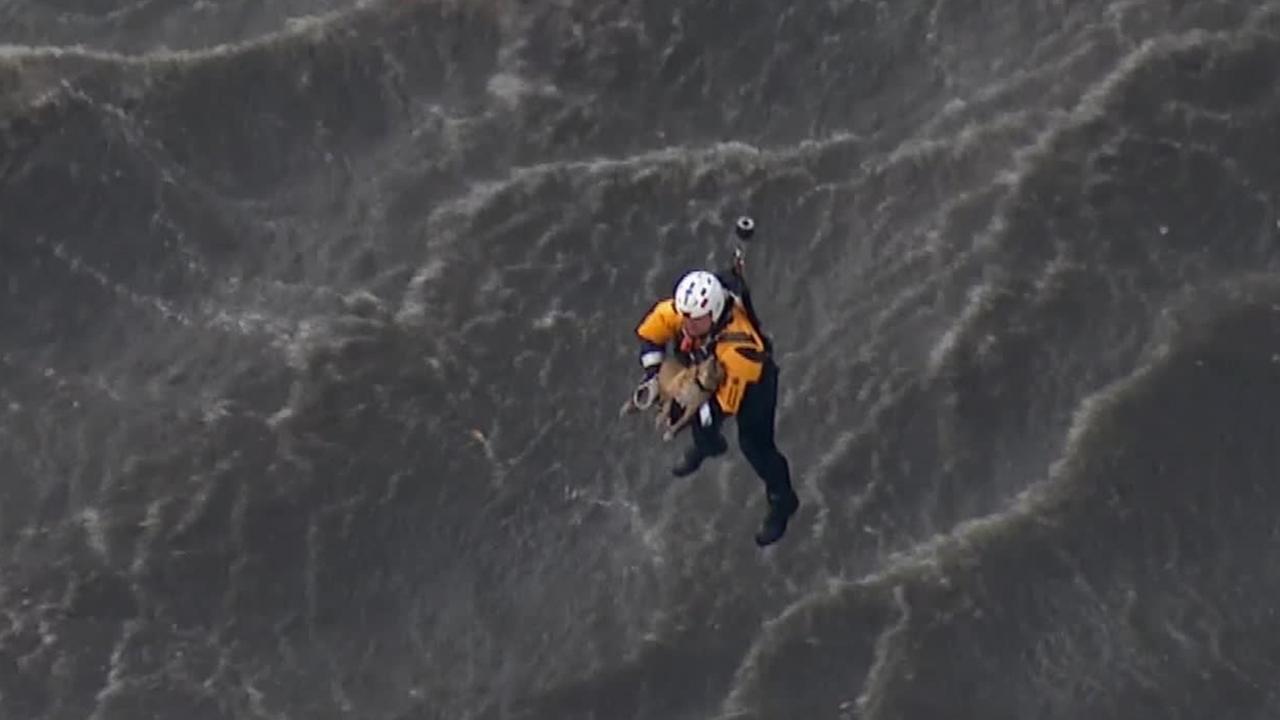 Dog rescued from rain swollen Los Angeles River gets new home