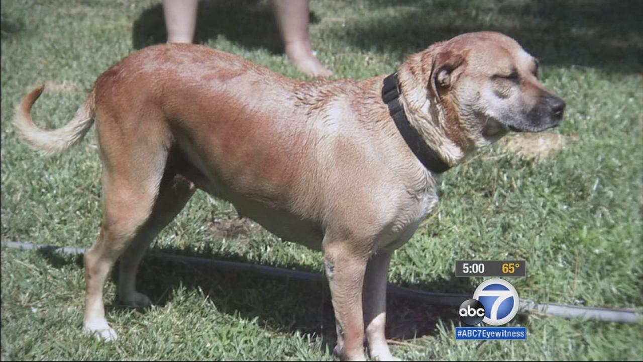 Dog shot by police after San Marino home burglary - KABC-TV