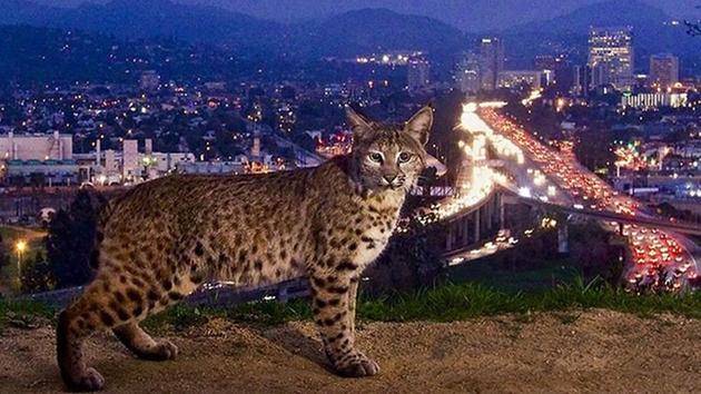 A bobcat is photographed in Griffith Park overlooking the 134 Freeway.