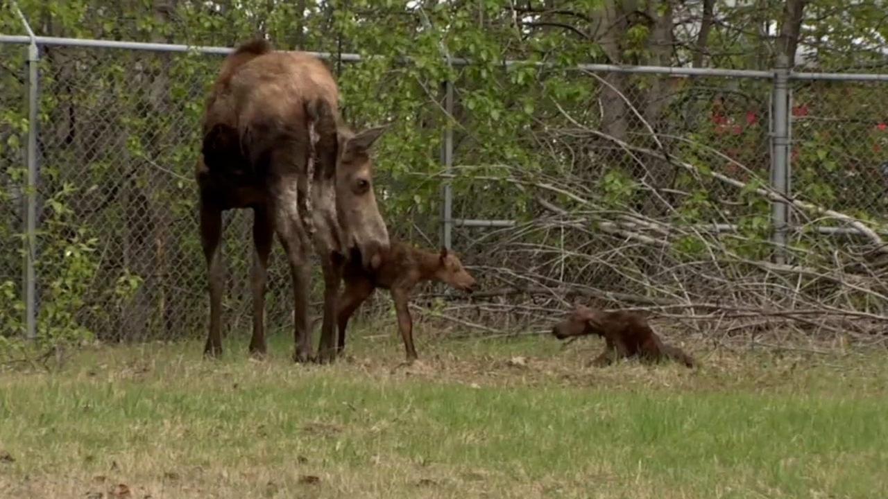 Photojournalist captures baby moose taking its first steps in Alaska - KABC-TV