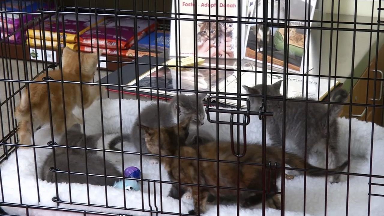 Kitten foster families desperately needed at Los Angeles shelters ... Kitten foster families desperately needed at Los Angeles shelters ...
