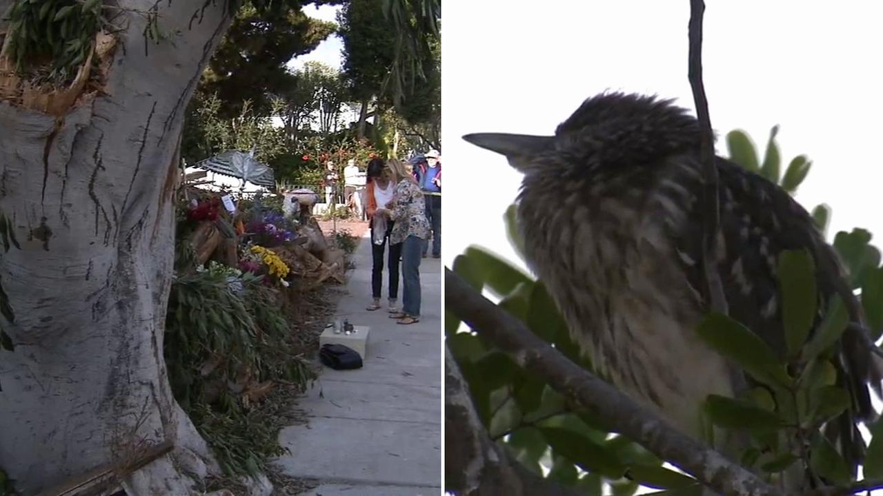 Beach Boulevard Automotive >> Workers cut down tree full of birds in Newport Beach despite protests | abc7.com Beach Boulevard Automotive >> Workers cut down tree full of birds in Newport Beach despite protests | abc7.com
