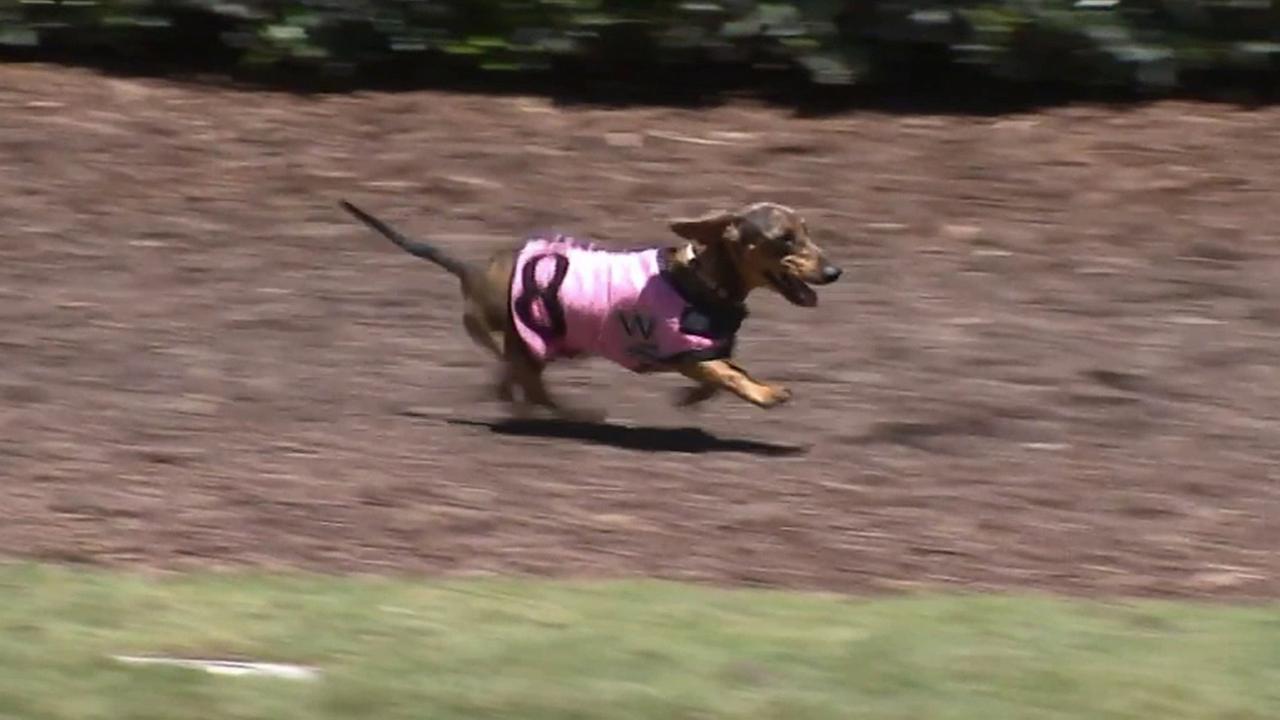 VIDEO Wiener dogs take over Los Alamitos Race Course