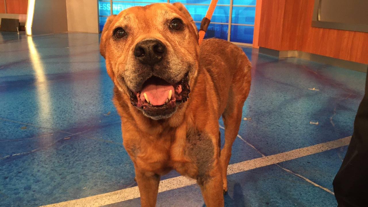 Pet of the Week 10yearold Rottweiler mix named Deuce