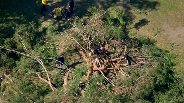 Tree falls near Pasadena museum; 8 injured, 3 critically