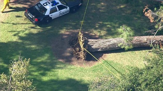 Police tape blocks off an area where a tree fell near Kidspace Children's Museum next to the Rose Bowl in Pasadena Tuesday, July 28, 2015. <span class=meta></span>
