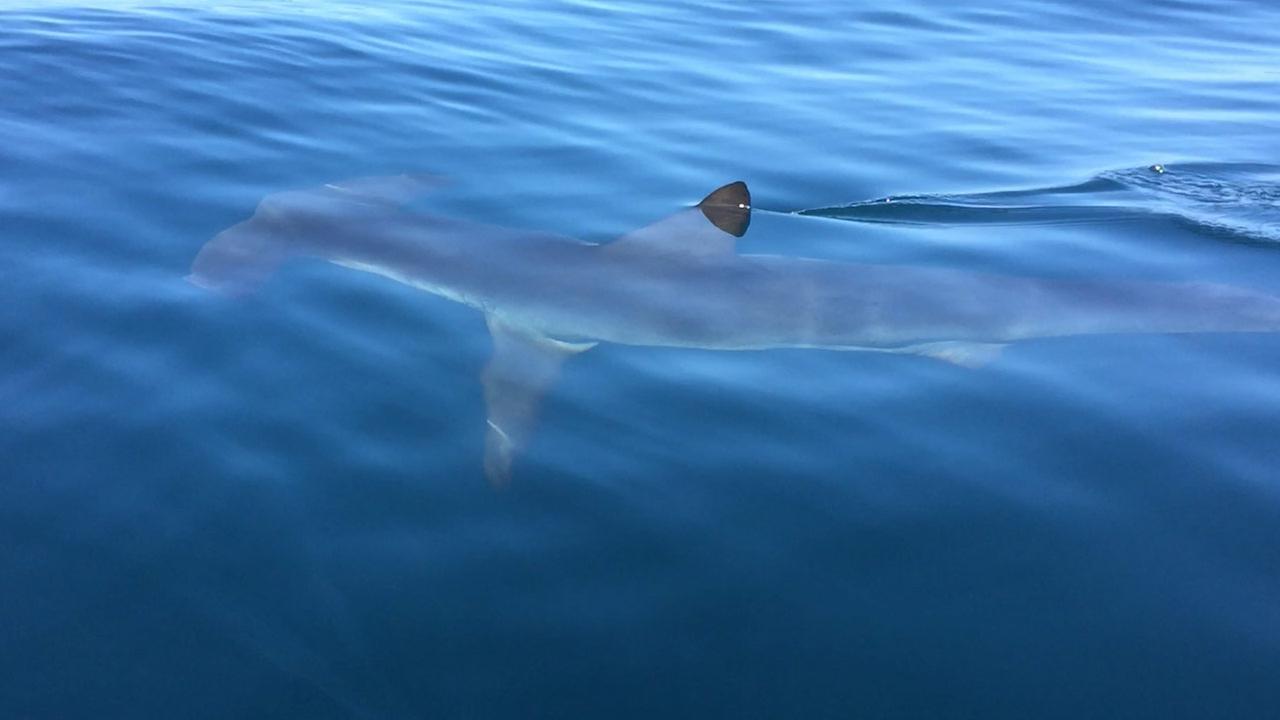 Portion of La Jolla beach closed after 8 to 10foot hammerhead shark