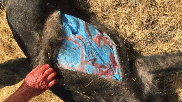 A wild pig with bright blue fat surrounding its meat was discovered after being shot by ranchers in Morgan Hill, Calif.