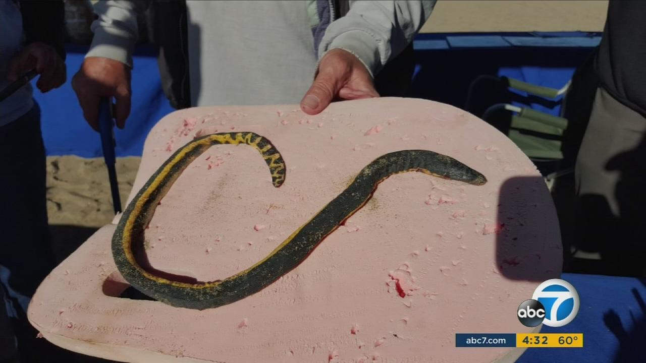 only five yellow-bellied sea snakes, a rare and venomous snake