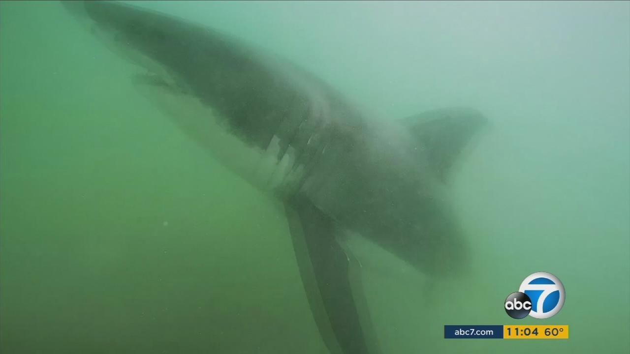 Part of Huntington Beach closed after sharks spotted | abc7.com