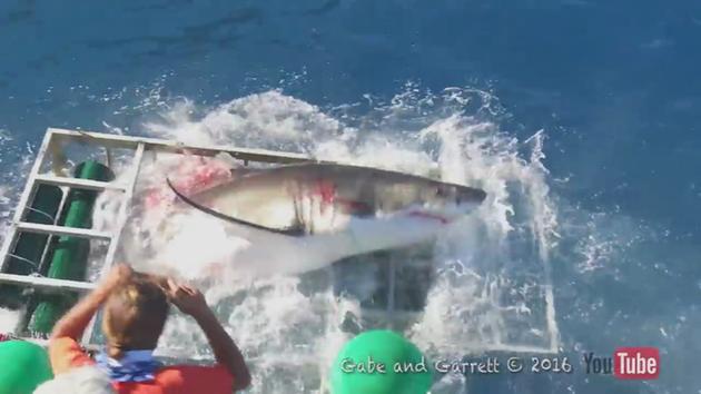 Tiburón gigante destruye jaula con buzo aún adentro - Imagen 2