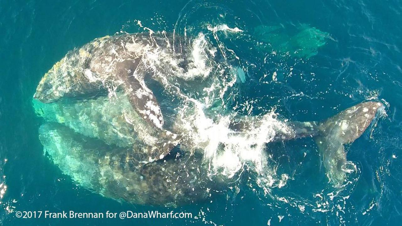 VIDEO: Gray whales in 'mating dance' off coast of Dana Point - KABC-TV