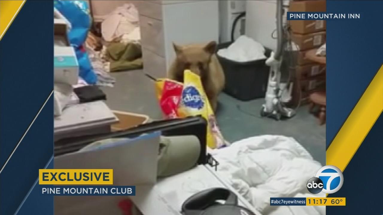 VIDEO: Woman catches bear munching on dog food in Pine Mountain Club garage - KABC-TV