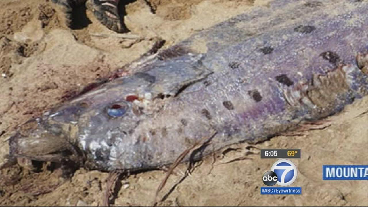 Thousands Of Blue Sea Creatures Wash Ashore In San Francisco | Abc30.com