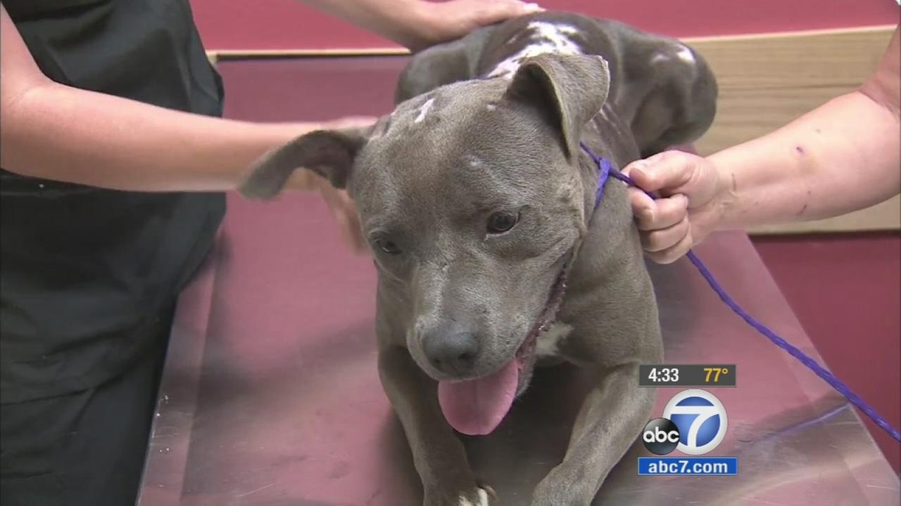 Burned dog needs medical care donations