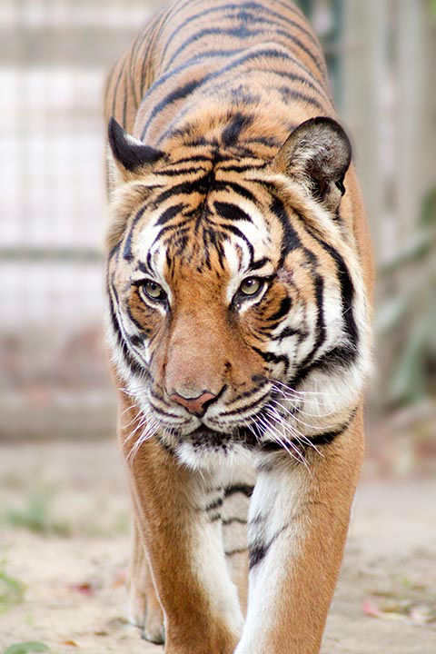 Malayan tiger, Paka, dies at Fresno Chaffee Zoo | abc30.com