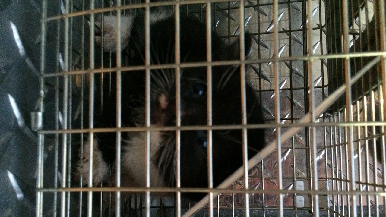 Firefighters Rescue Trapped Kitten