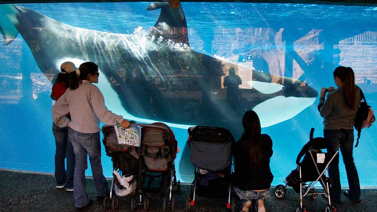 SeaWorld sues California to breed killer whales