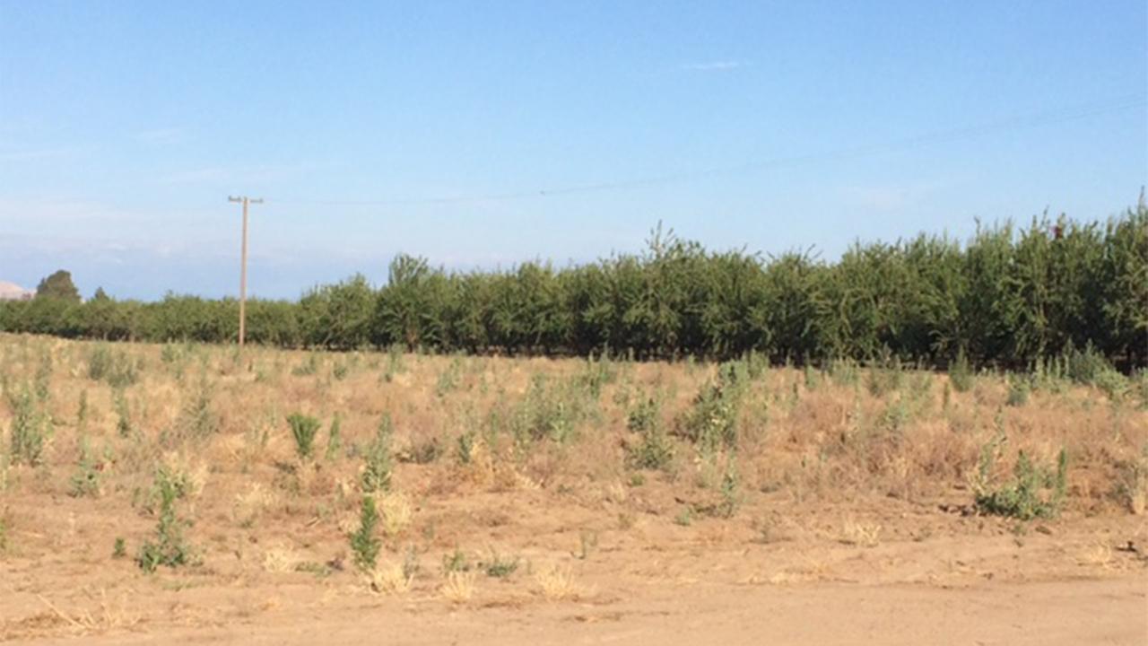 Body found in Fresno County orchard