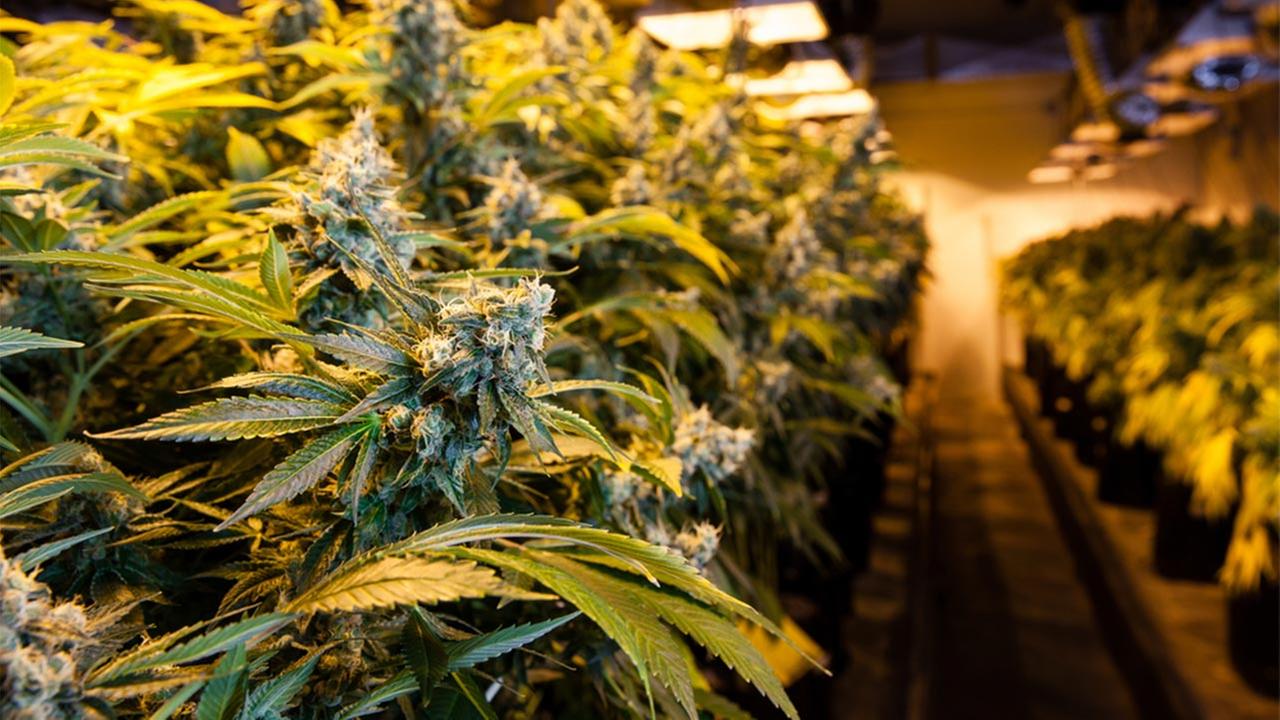 California voters approve recreational marijuana