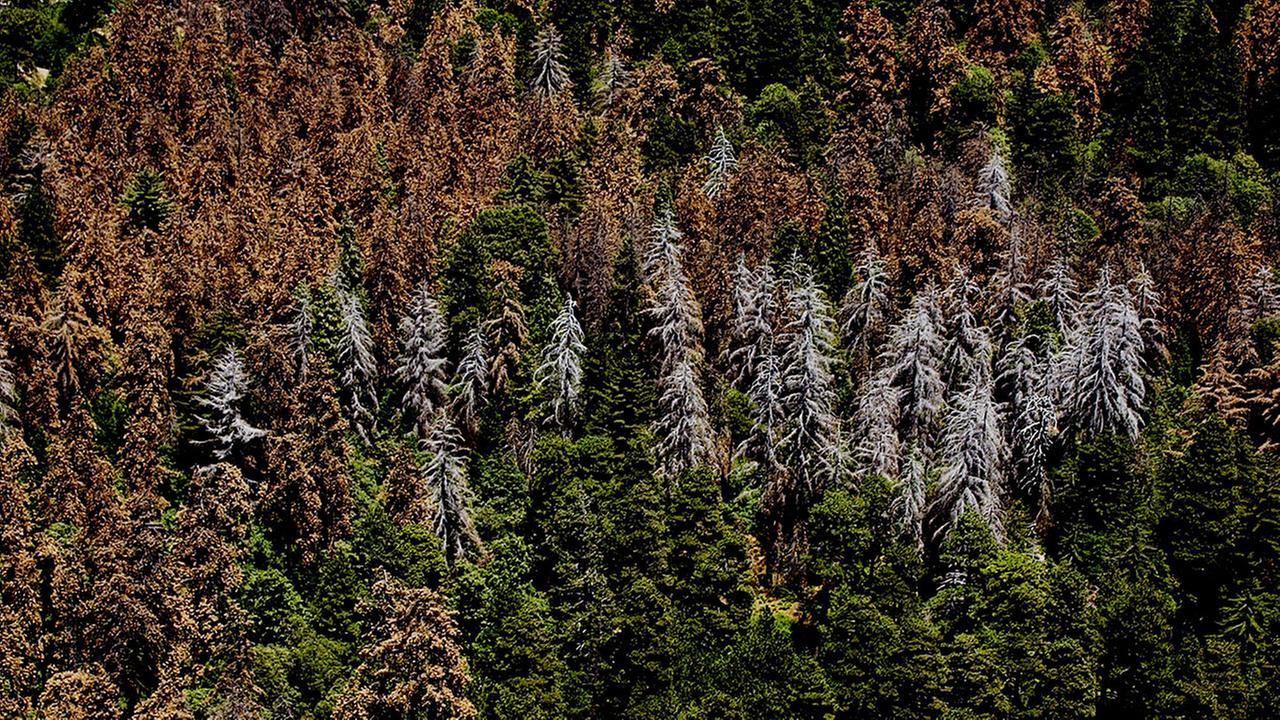 Governor Brown declares state of emergency over dying trees in