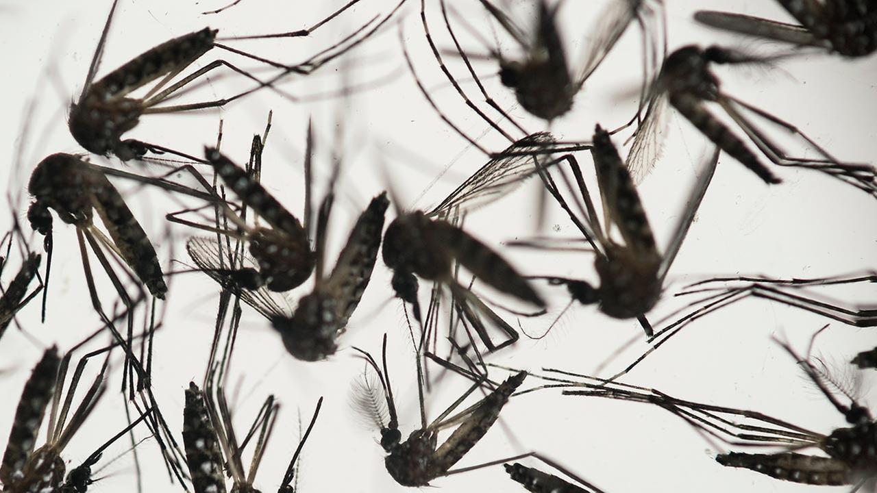 World Health Organization declares global emergency over Zika virus spread