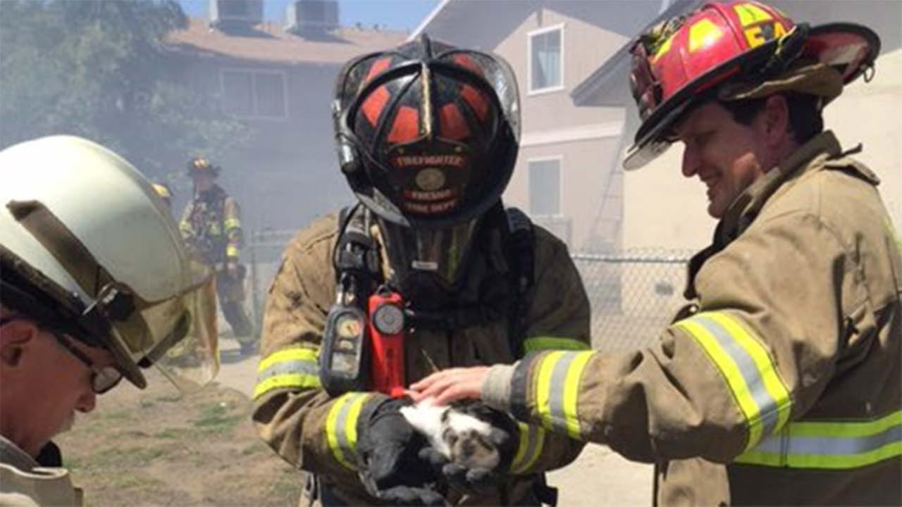 Firefighters rescue kitten from Central Fresno apartment fire