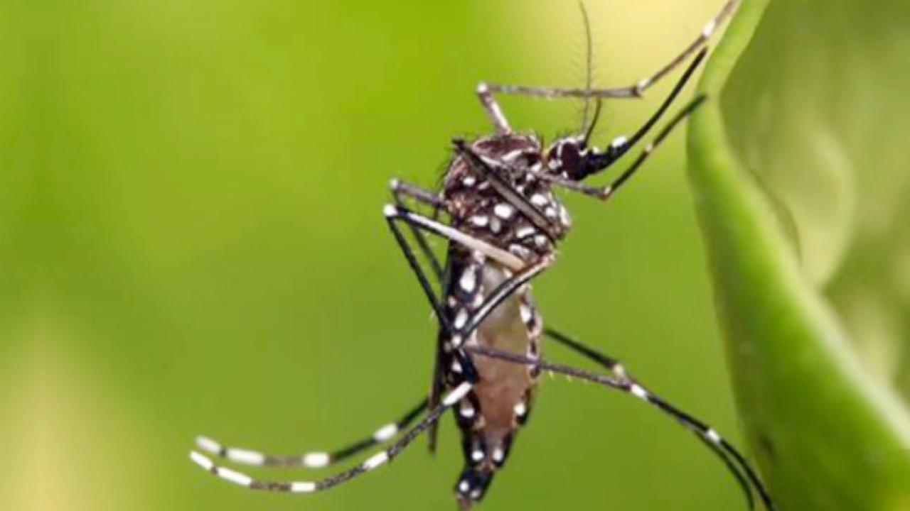 Yellow Fever mosquito detected in Clovis | abc30.com