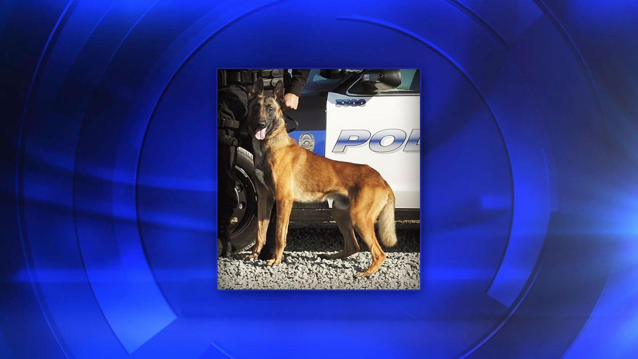 Porterville K-9 officer dies after car air conditioning fails