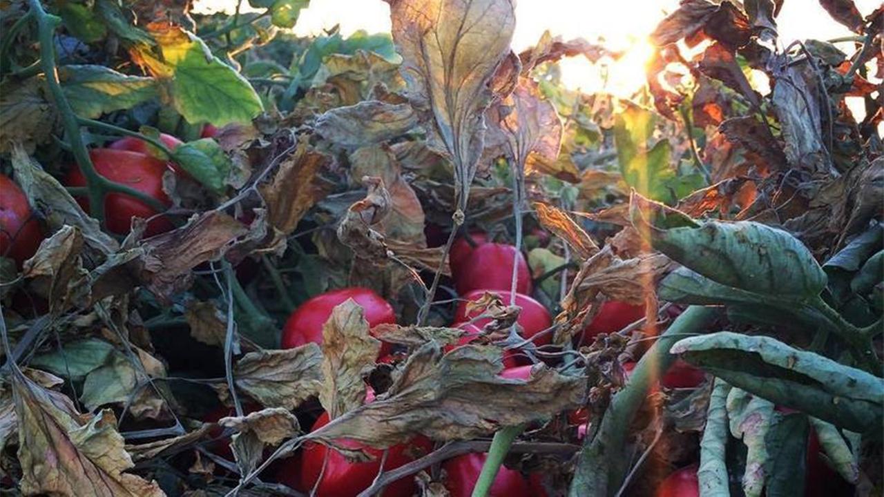 From the farm to ketchup