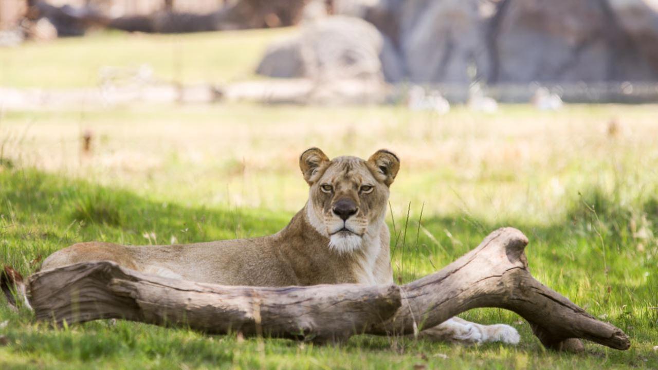 Kiki, the African lion at Fresno Chaffee Zoo, is pregnant