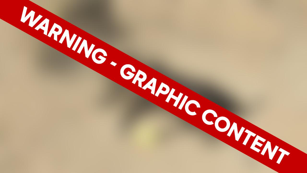 CCSPCA finds 2 tortured dogs burned alive at abandoned home