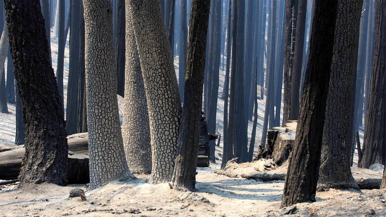 Suspect arrested for starting Cedar Fire