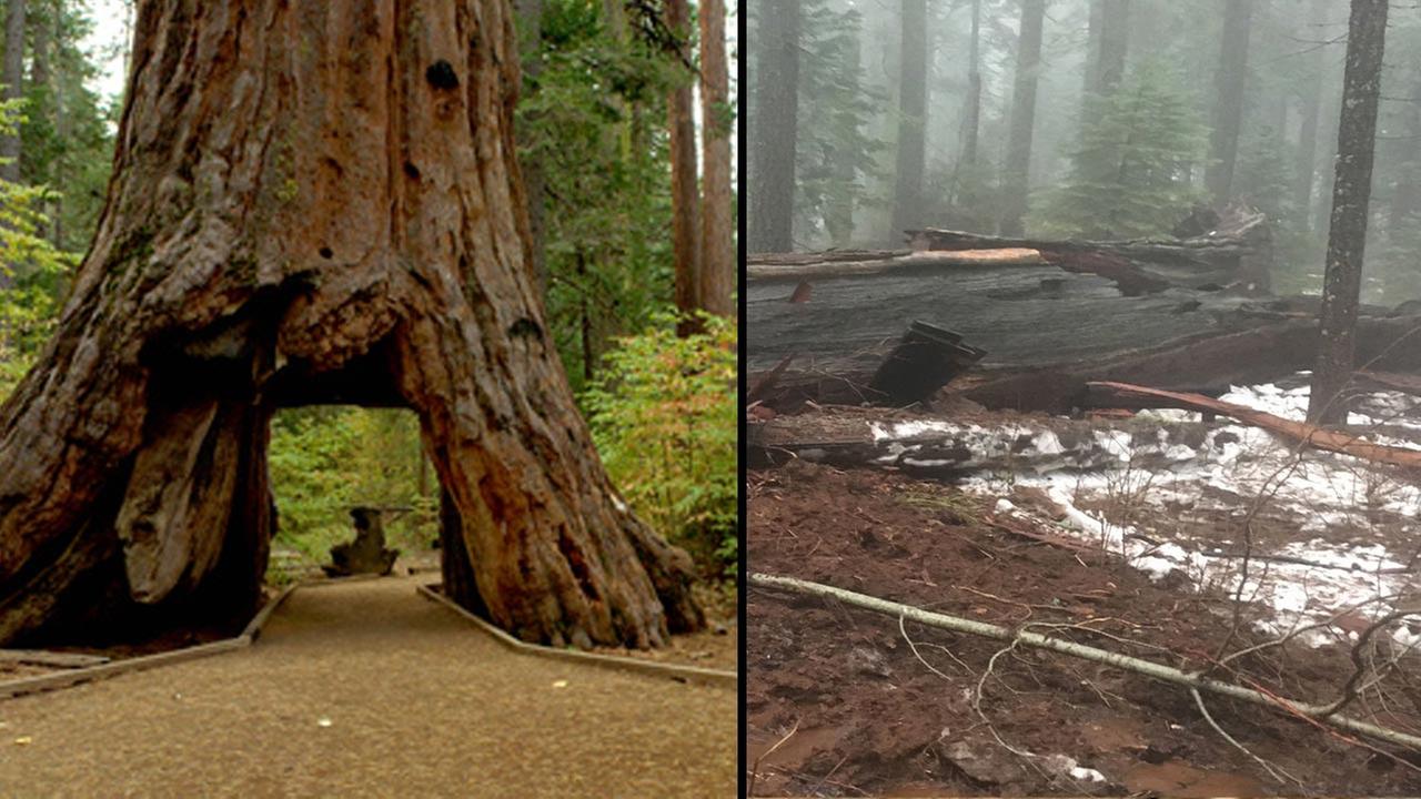 Iconic 'Pioneer Cabin' tunnel tree topples during storm