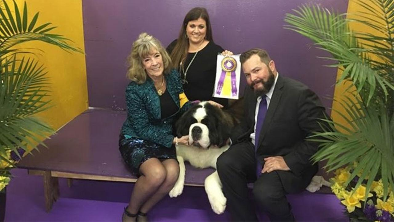 Fresno St. Bernard wins Best of Breed at Westminster Kennel Club Dog Show