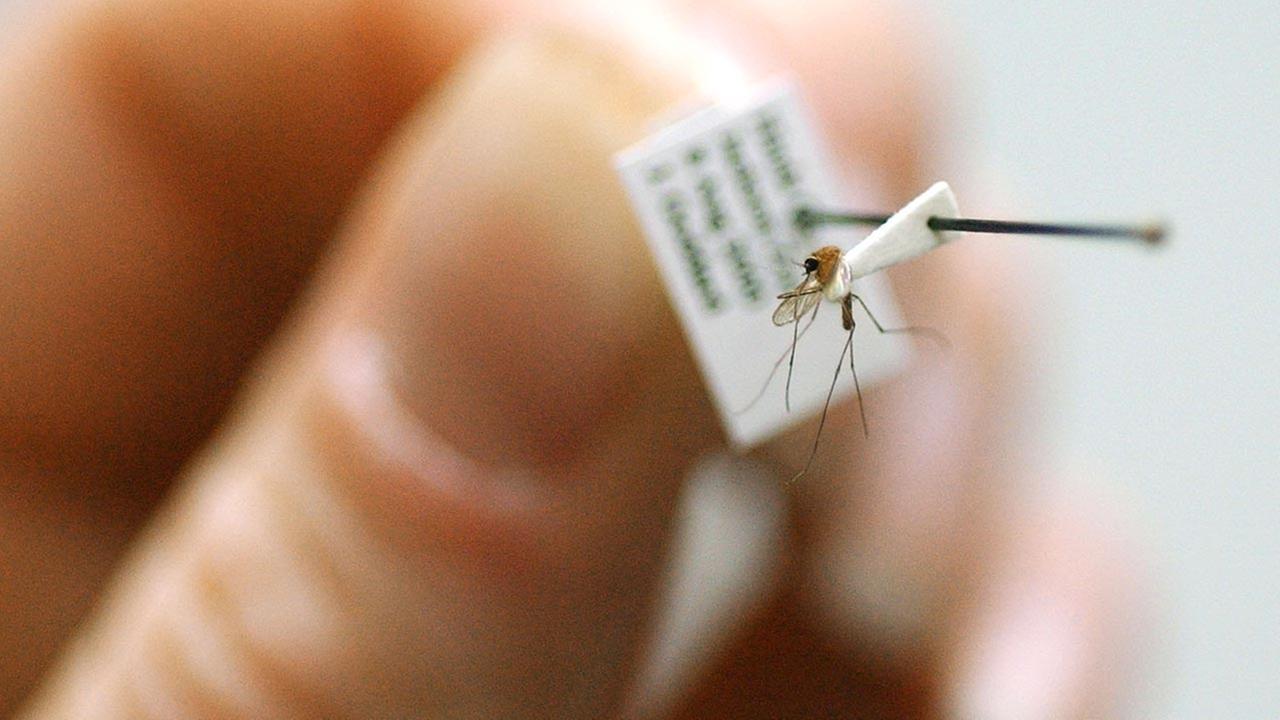 Mosquitoes in Fresno County test positive for Saint Louis Encephalitis Virus