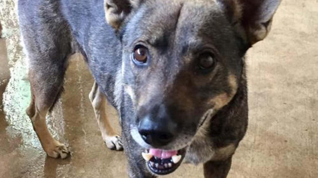Hi! Im Moses!Animal Compassion Team