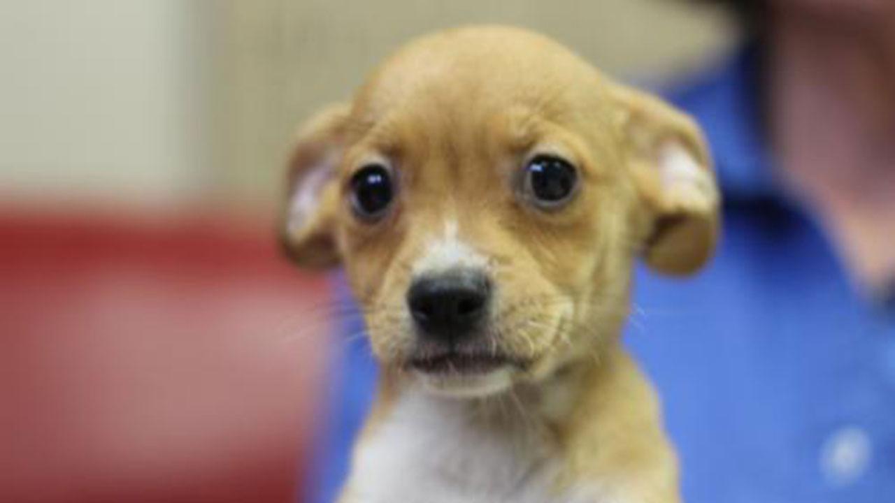 Hi Im Jaxon Chi. Animal Compassion Team