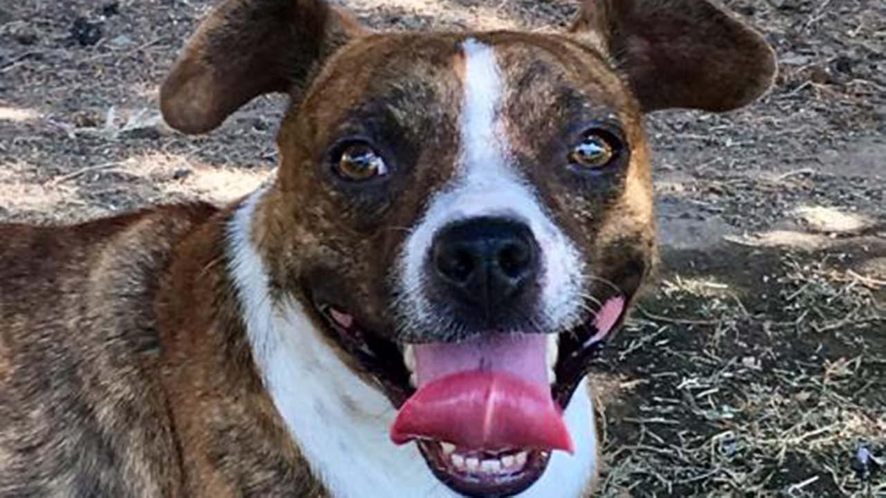 Hi! Im Buster.Animal Compassion Team