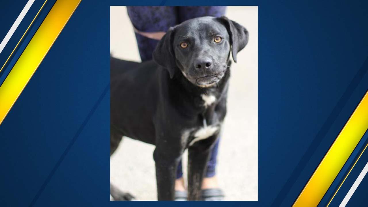 Hi! My name is Bucky the Miracle Dog!