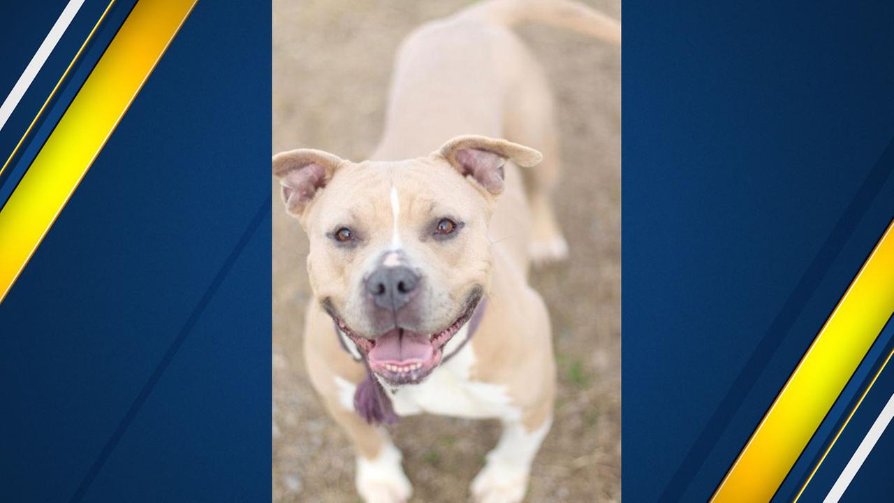 Meet Lemon Drop!Animal Compassion Team