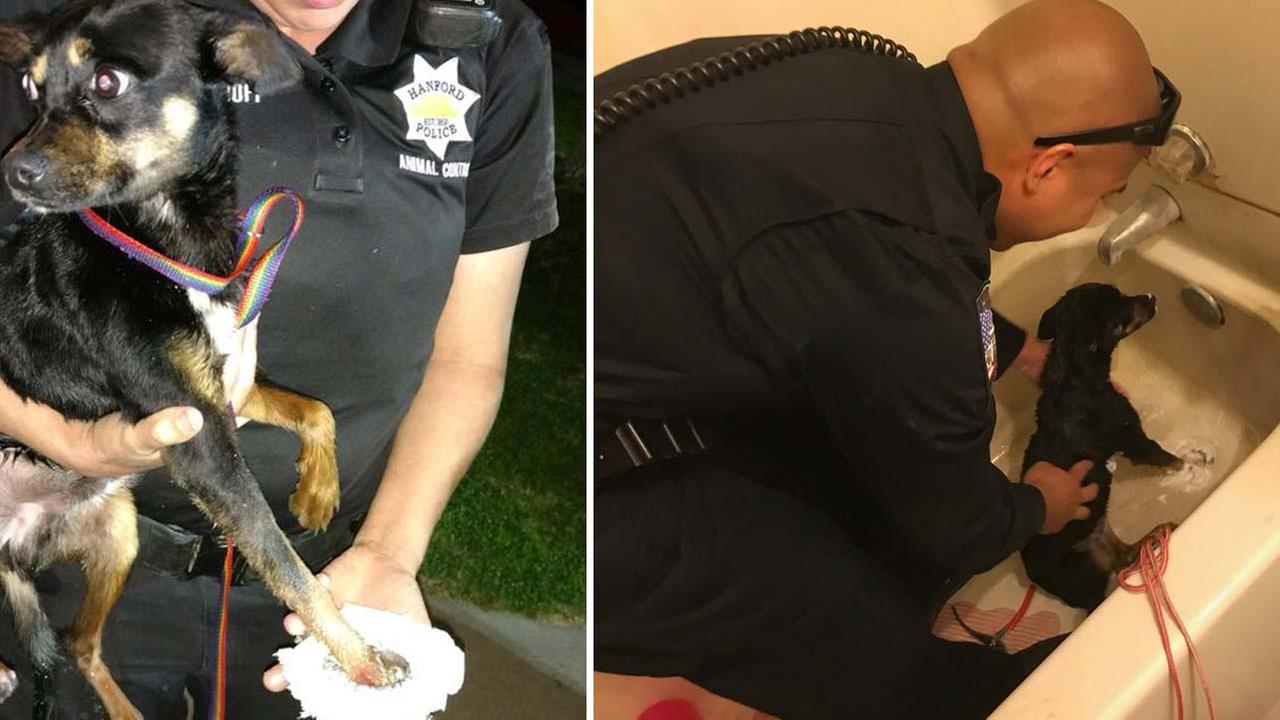 A pup had a ruff day but luckily Hanford police and Fire were there to give him a helping paw.