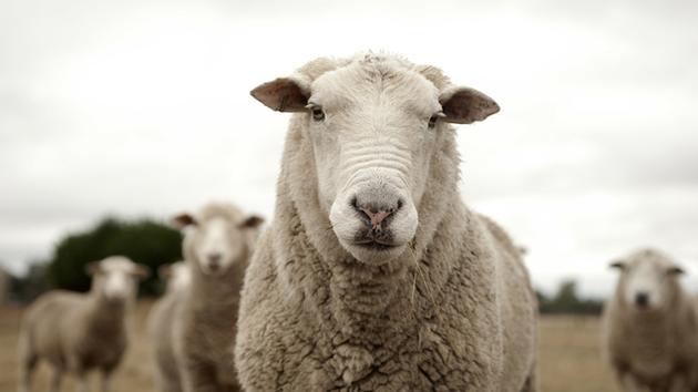 Fresno State student sexually assaults sheep, police say