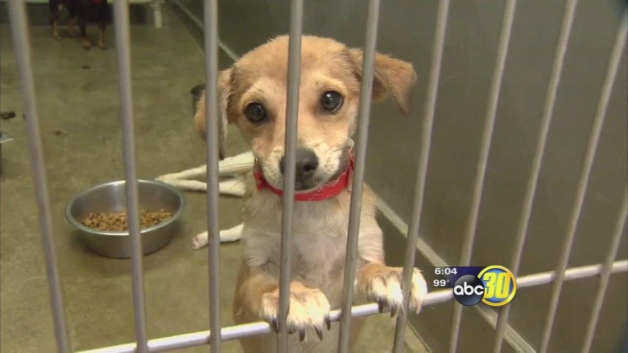 Fresno pets stay cool during record heat