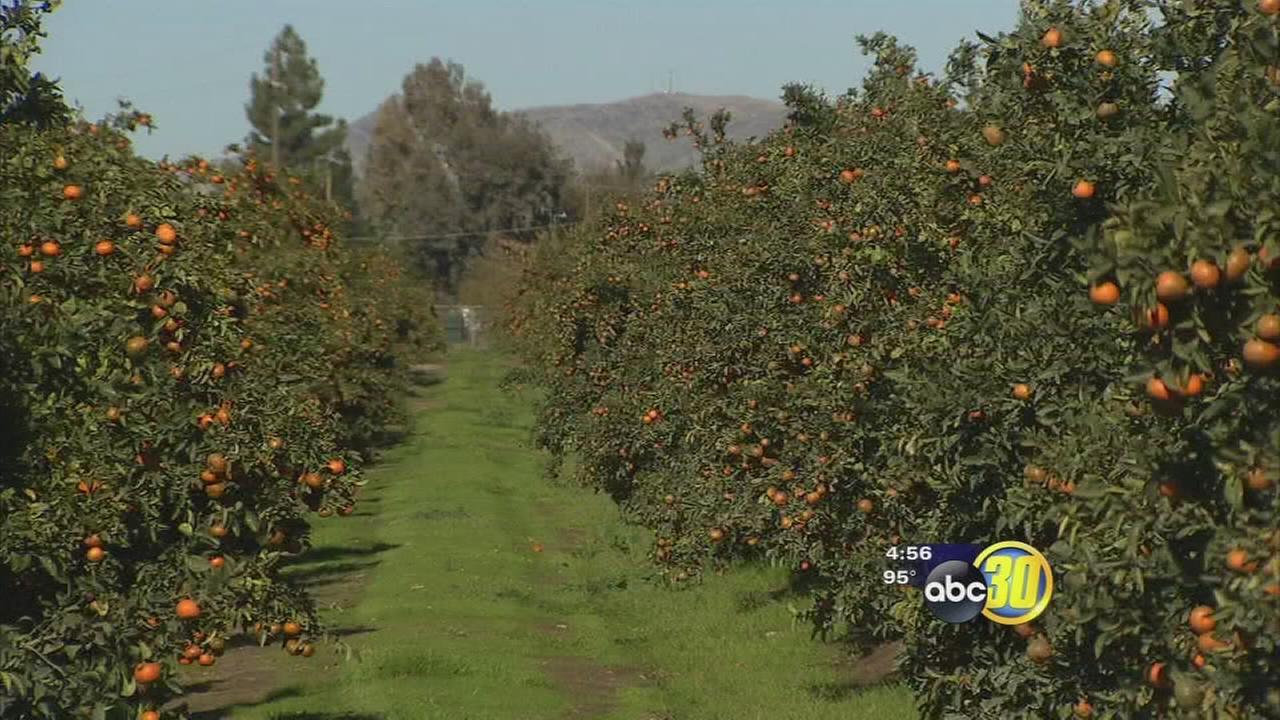 Tulare County overtakes Fresno County in Ag production
