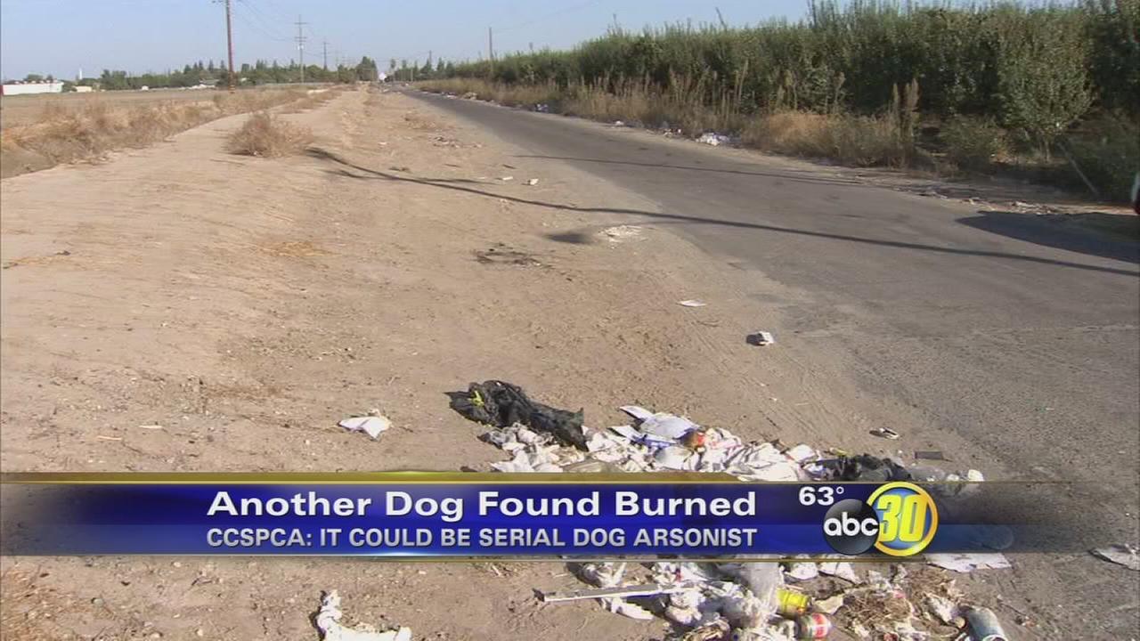 CCSPCA searching for possible serial dog arsonist in Fresno County - KFSN-TV