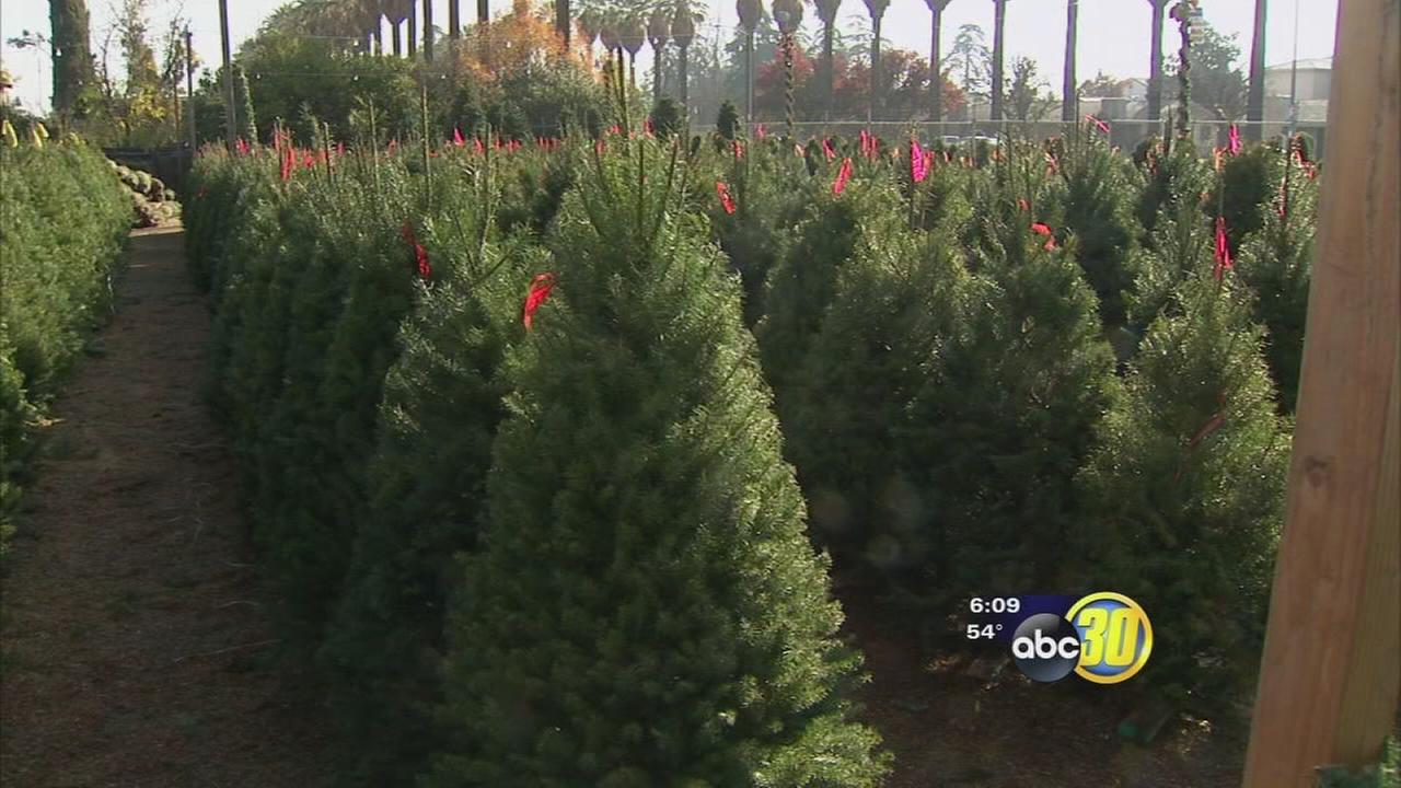 valley christmas tree farms facing shortage for holiday valley christmas tree farms facing shortage for holiday