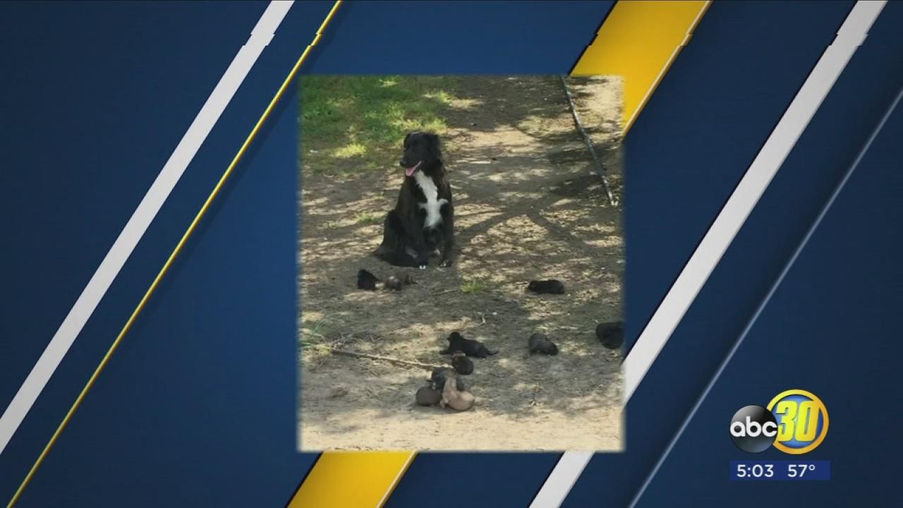 11 puppies abandoned on the side of the road in Madera