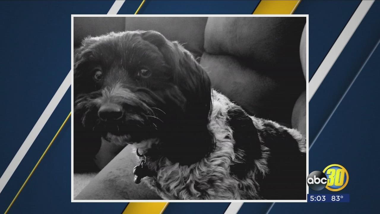 Woman and her dog recovering after being attacked by a pit bull in East Central Fresno